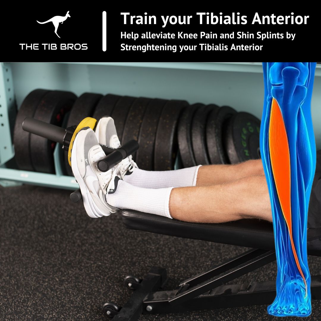 Strengthening Your Stride: The Benefits of Training Tibialis Anterior for Athletes